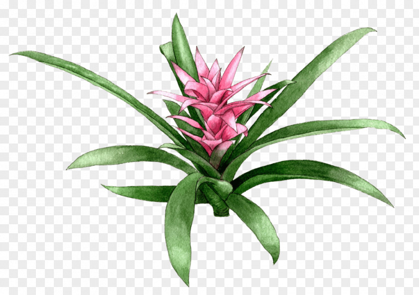 Berkeley Map Horticultural Nursery Bromeliads Plants Flowerpot Terrestrial Plant PNG