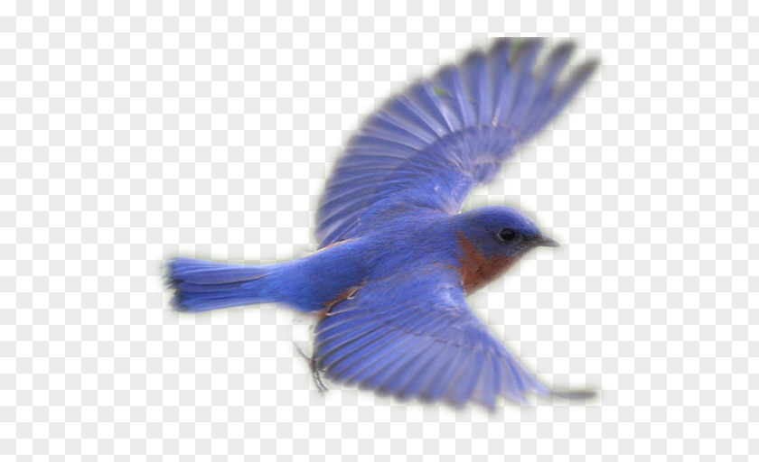 Bluebirds Fauna Beak Feather Bluebird Systems Inc. PNG