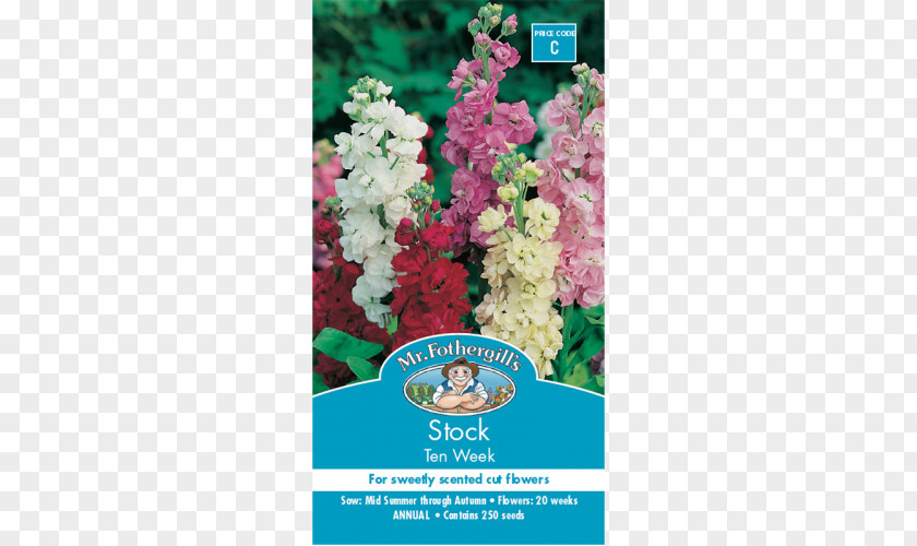 Plant Seed Night-scented Stock Hoary Flower PNG