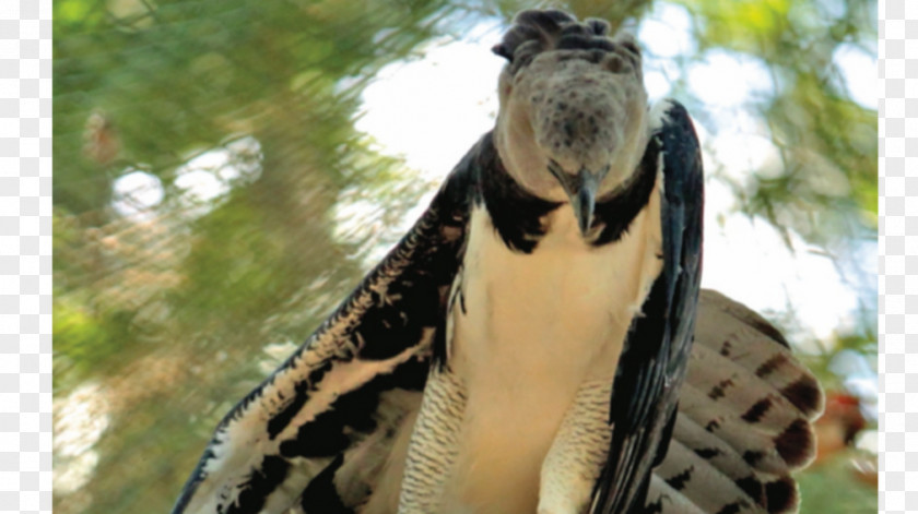 Harpia Fauna Wildlife Fur Neck Beak PNG