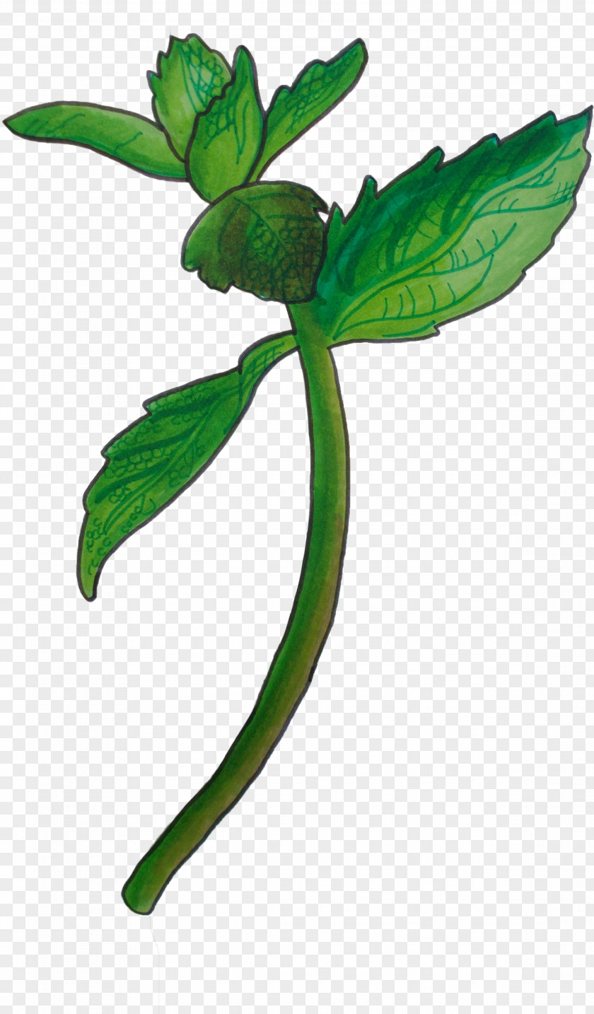 Impatiens Herb Leaf Flower Plant Stem Herbal PNG