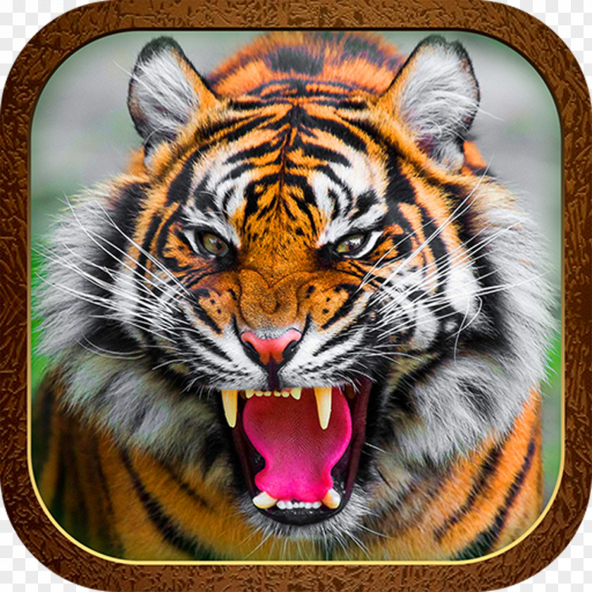 Tiger Roar Cat Jaguar Animal PNG