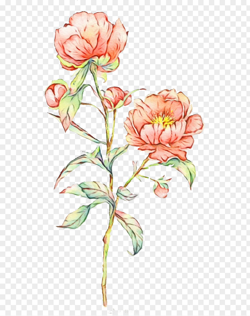 Watercolor Painting Image Rose Watercolour Flowers PNG