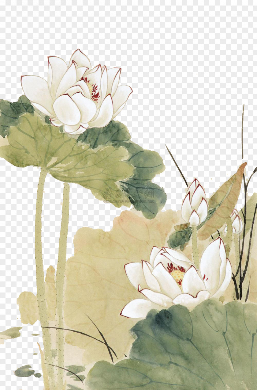 Yu Zhizhen Lotus Nelumbo Nucifera Chinese Painting Gongbi PNG