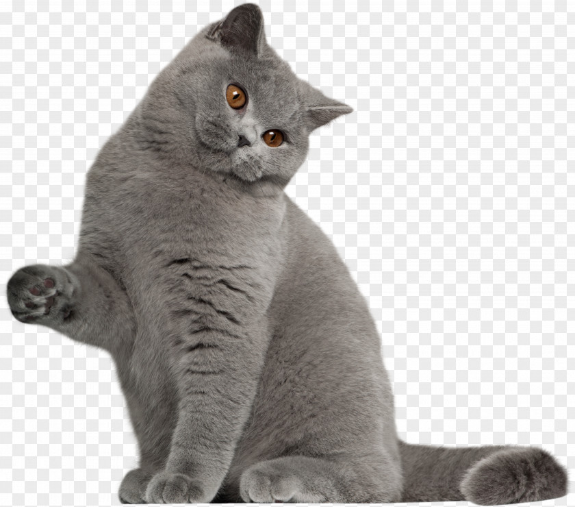 British Longhair Animal Figure Cartoon Cat PNG