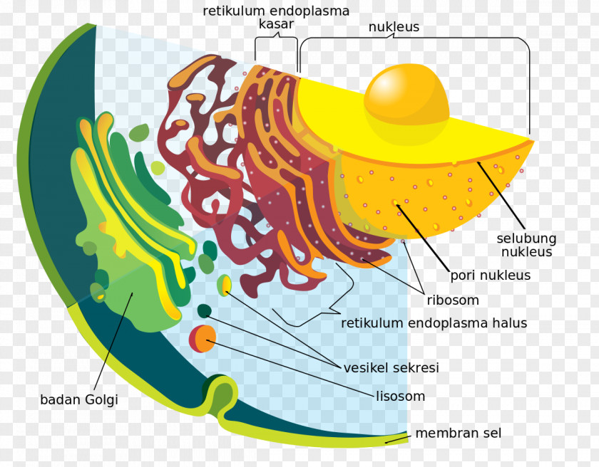 Di Dalam Ruangan Endoplasmic Reticulum Endomembrane System Cell Nuclear Envelope Organelle PNG