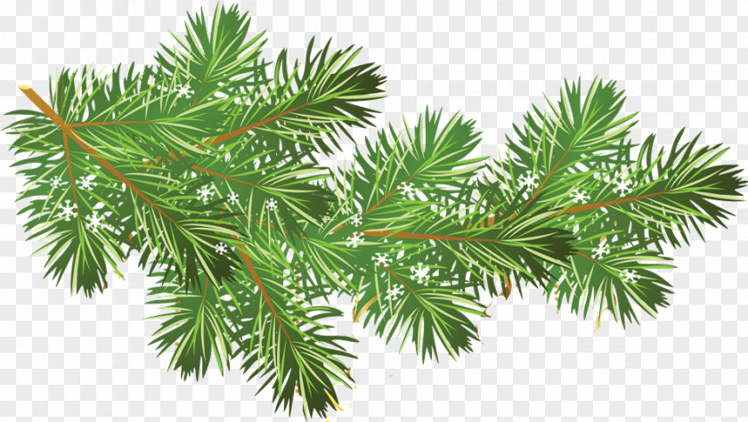 Evergreen Two Needle Pinyon Pine Black And White Flower PNG