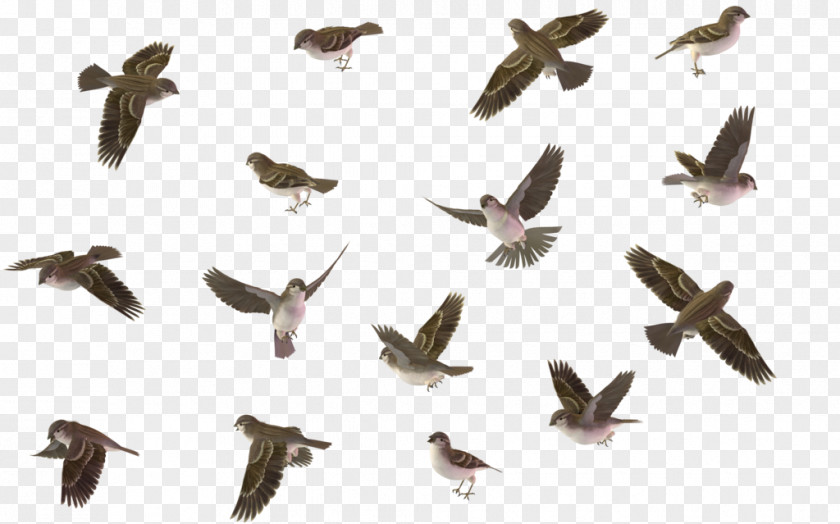 Flying Bird House Sparrow Wren PNG