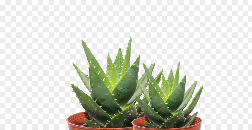 Potted Cactus Aloe Vera Ferox Polyphylla Maculata Leaf PNG