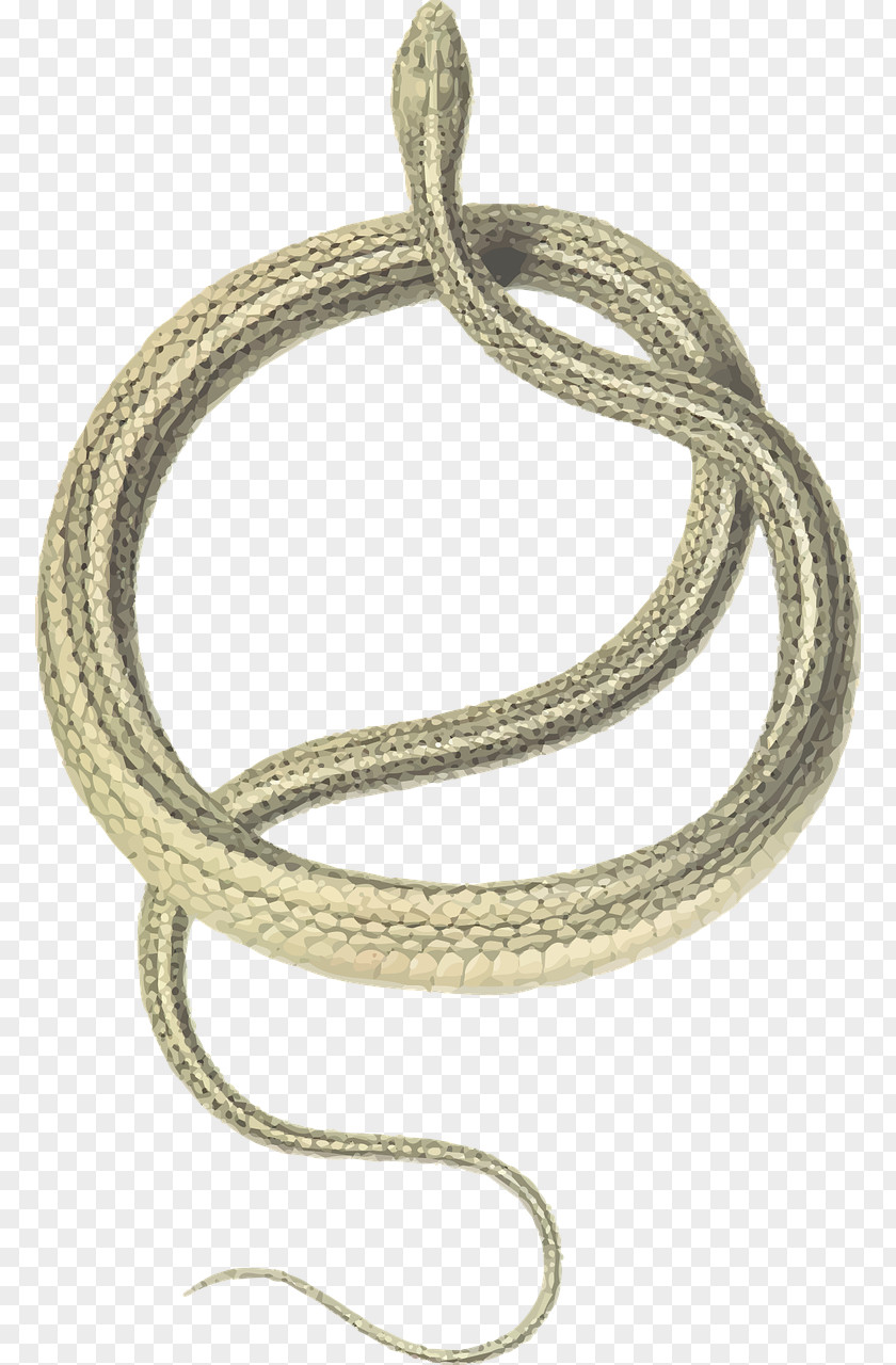 Snake Green Whip Coluber Slender Racer Balkan PNG