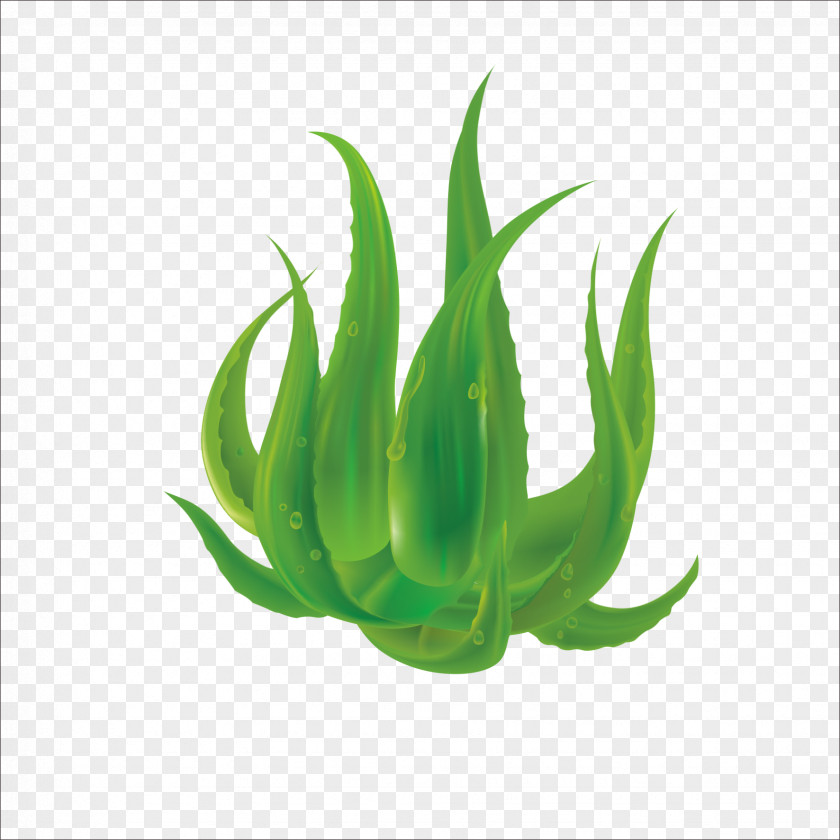 Aloe Vera Plant Download PNG