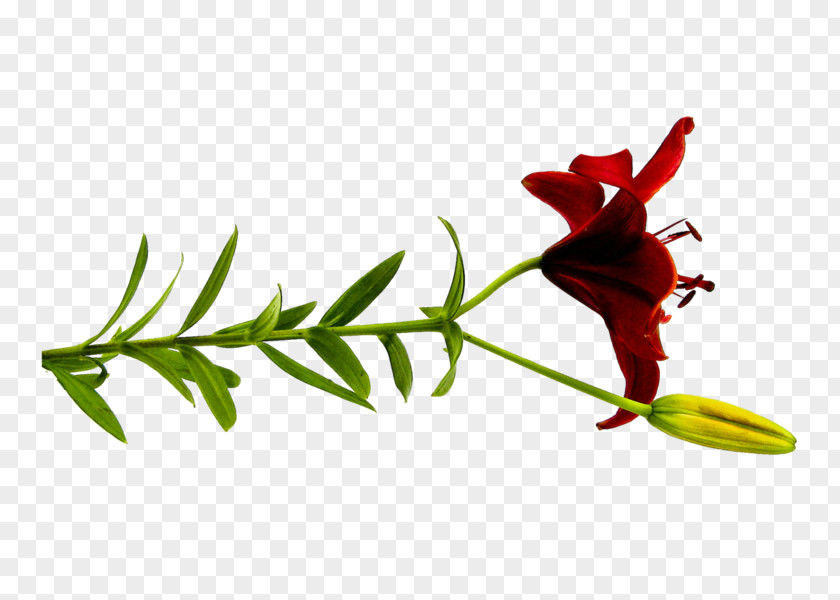 Flower Cut Flowers Lilium Petal Red PNG