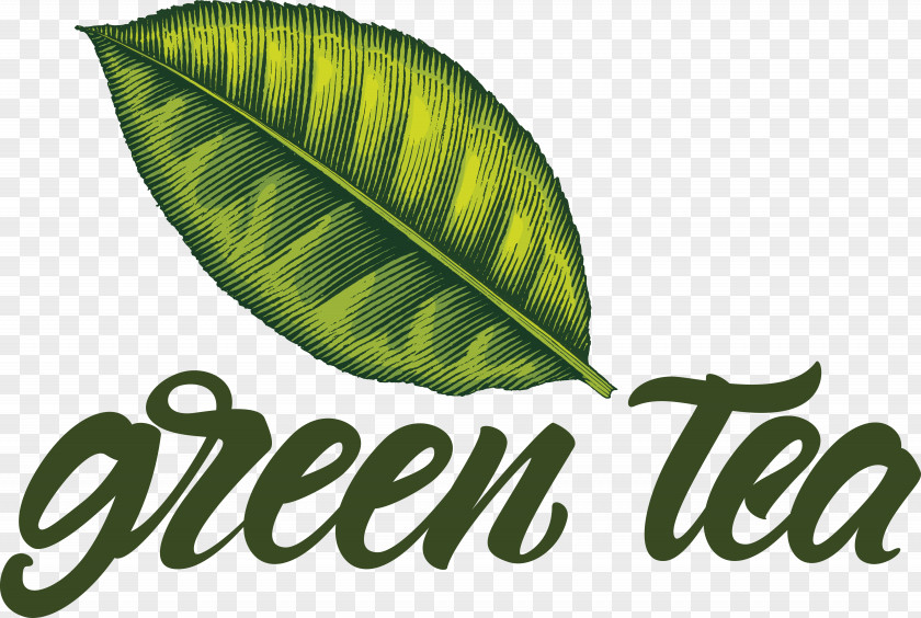 Leaf Logo Font Herbal Medicine Science PNG