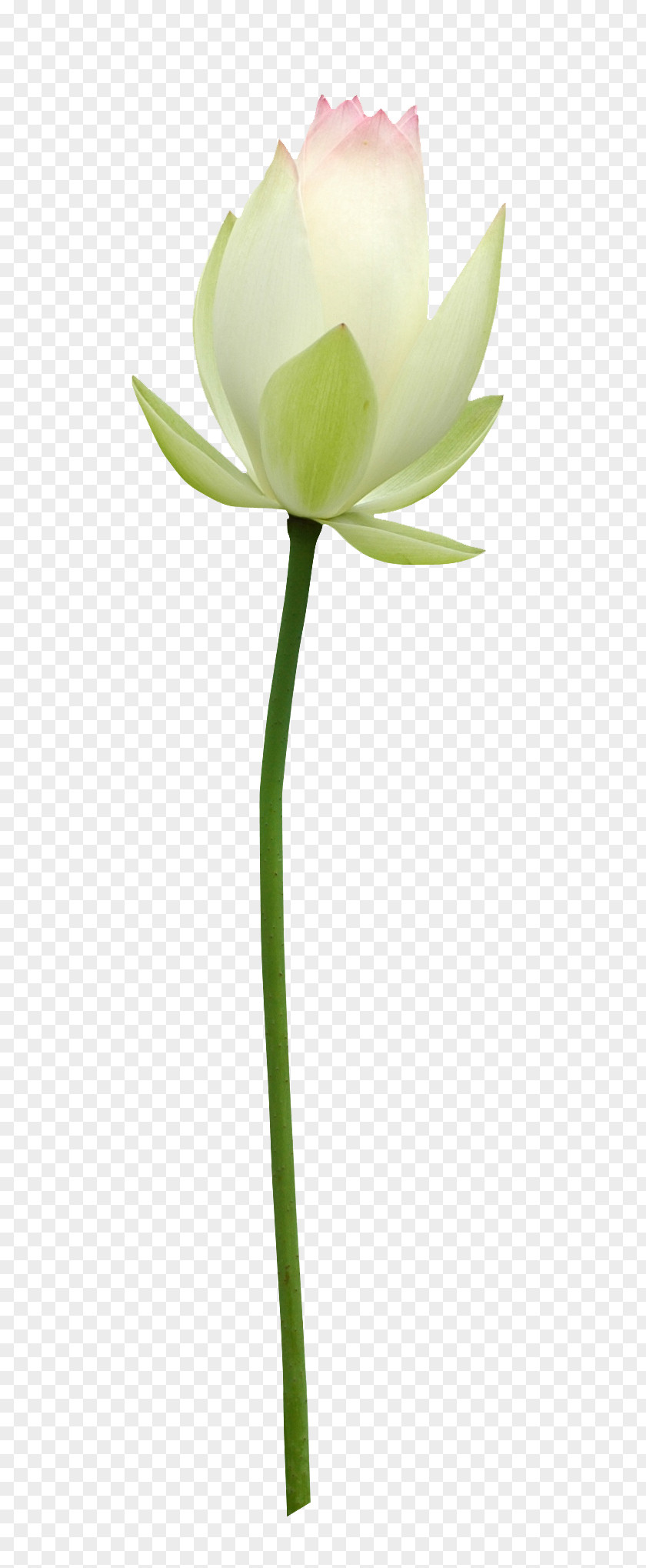 Lotus Nelumbo Nucifera Flower Clip Art PNG