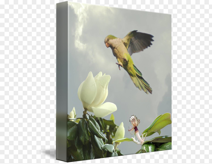 Magnolia Tree Finches Parrot Flora Fauna Gallery Wrap PNG