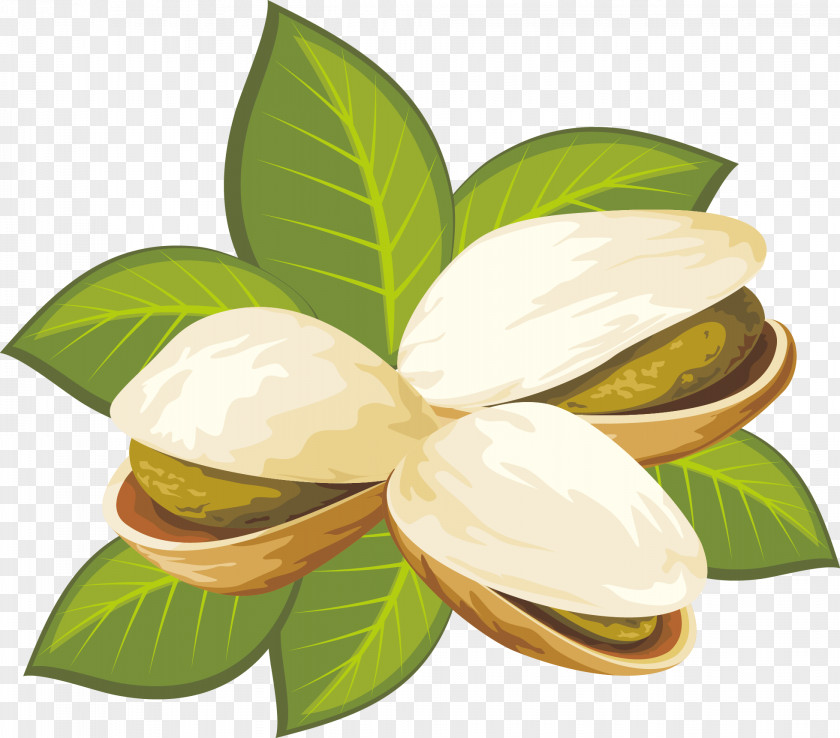 Pistachios Vector Pistachio Nut Stock Illustration Clip Art PNG