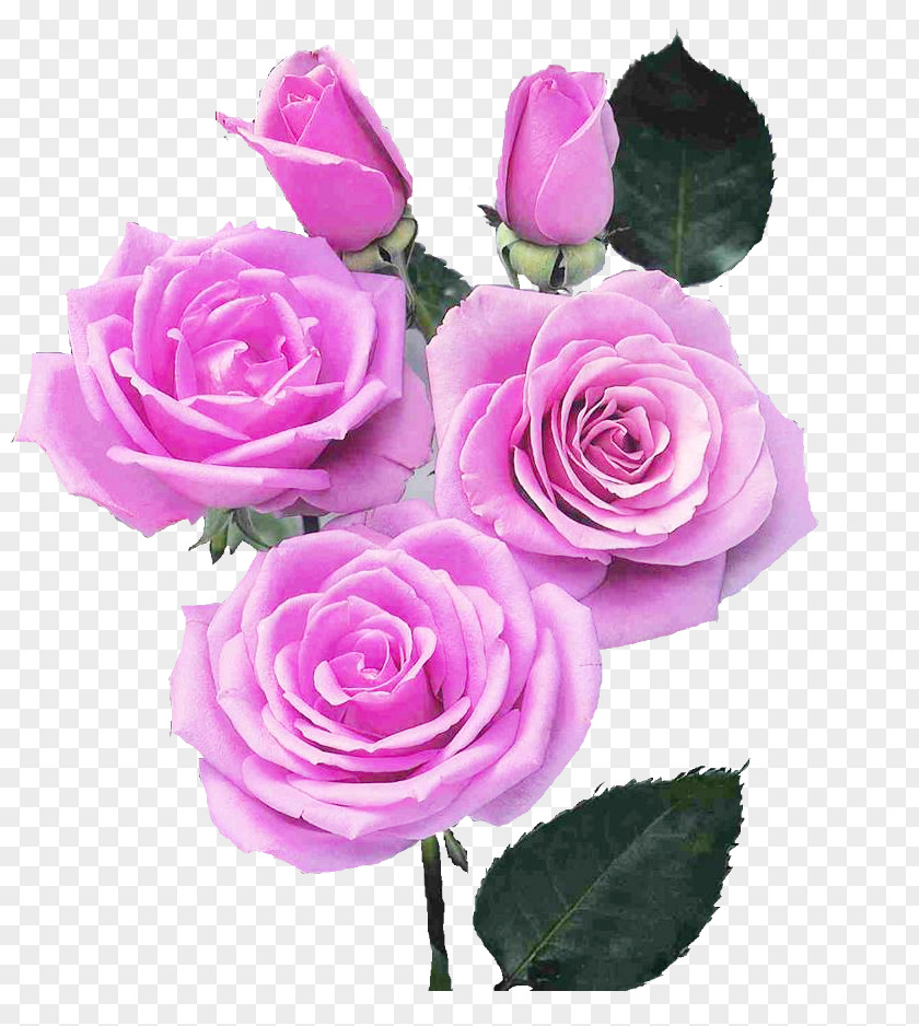 Rose Garden Roses Flower Image PNG