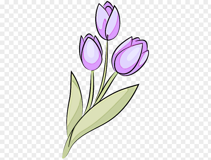 Tulip Plant Stem Cut Flowers Petal Purple PNG