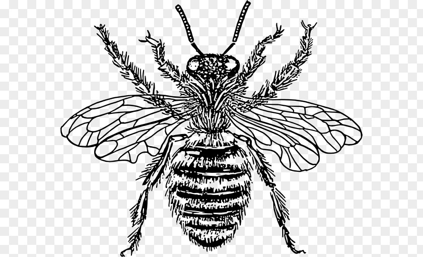 Bee European Dark Drawing Queen Clip Art PNG