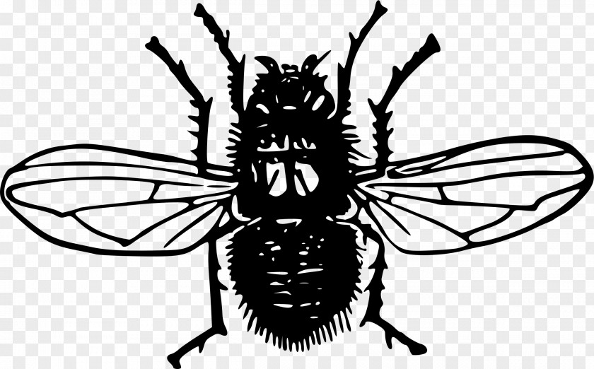 Insects Insect Blow Flies Blue Bottle Fly Clip Art PNG