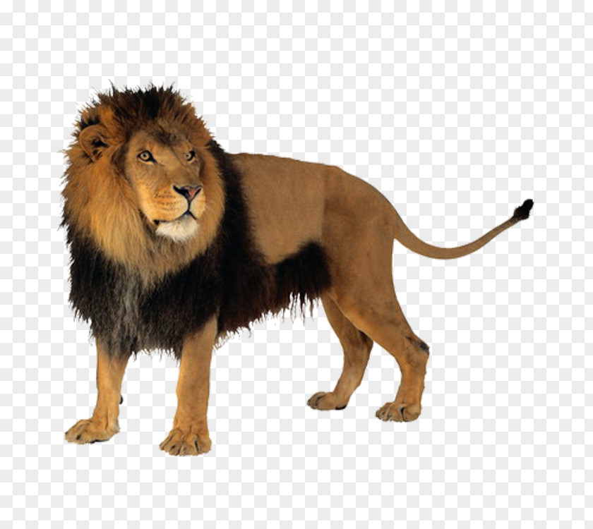 Lion Felidae Tiger Clip Art PNG