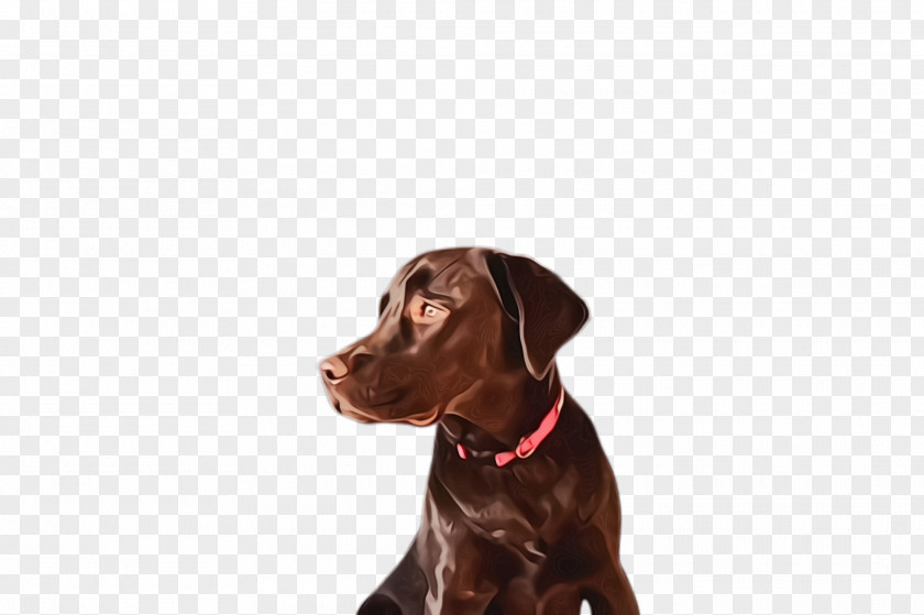 Pointer Pointing Breed Dog Labrador Retriever Sporting Group PNG