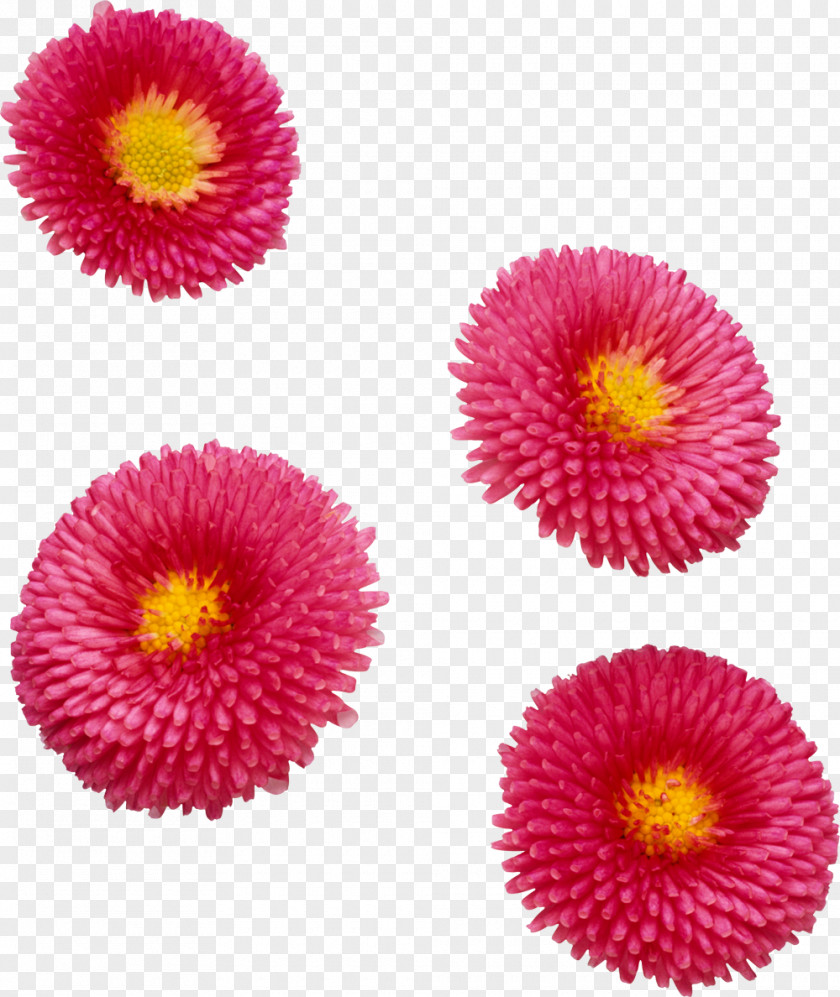 Flower Cut Flowers Daisy Family Common Aster PNG