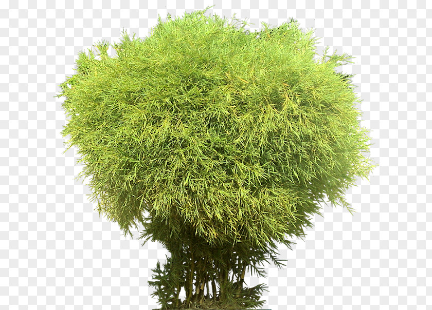 Nature Tree Rendering Plant PNG