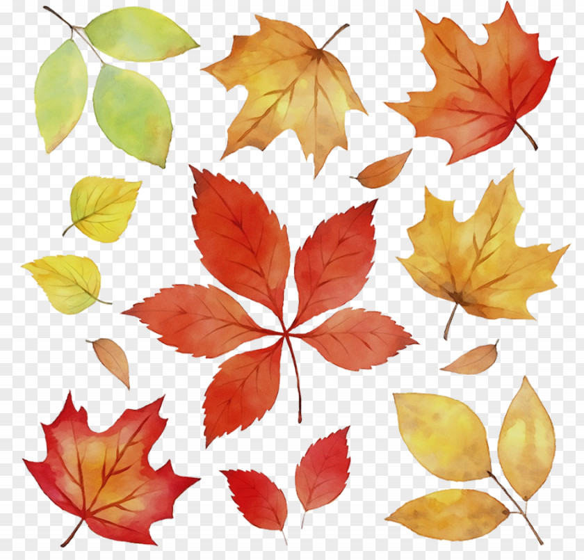 Plane Woody Plant Maple Leaf PNG