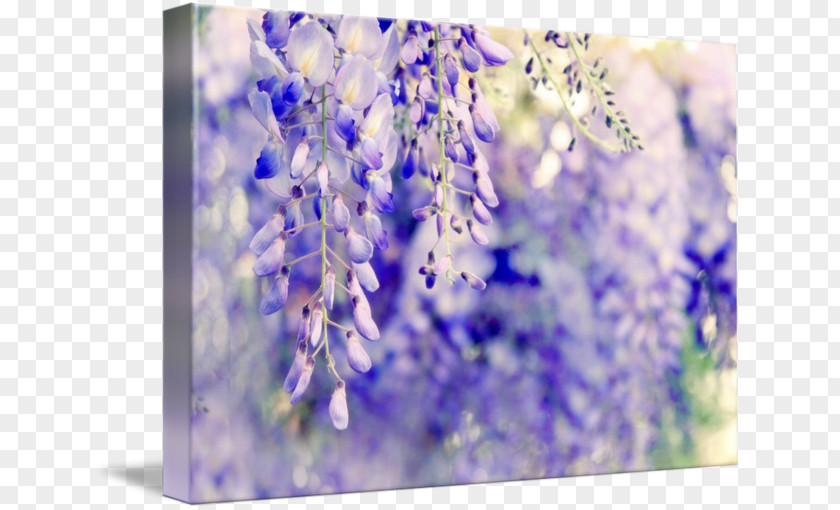Wisteria Watercolor Painting Fine Art Printmaking Photography PNG