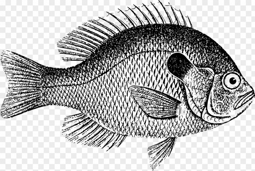 Common Carp Drawing Image Download Stock.xchng PNG