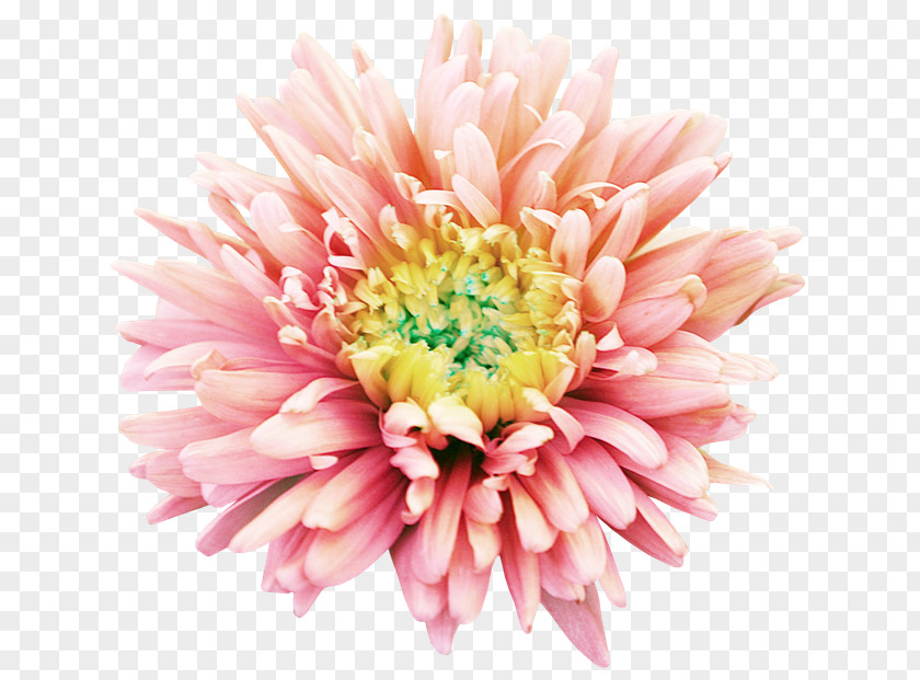 Flower Dahlia Transvaal Daisy Clip Art PNG