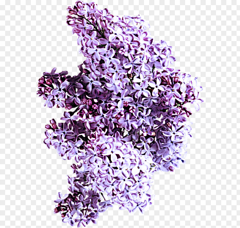 Flower Plant Lavender PNG