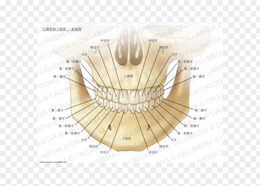 Stereoscopic Anatomy Of Teeth Maxilla Mandible Human Body Bone PNG