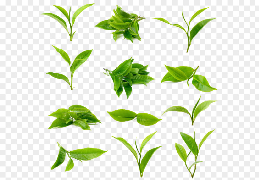 Tea Green Matcha Leaf Stock Photography PNG