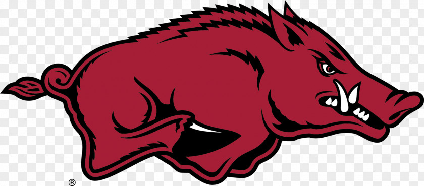 University Of Arkansas Razorbacks Football Baseball North Texas Mean Green Feral Pig PNG