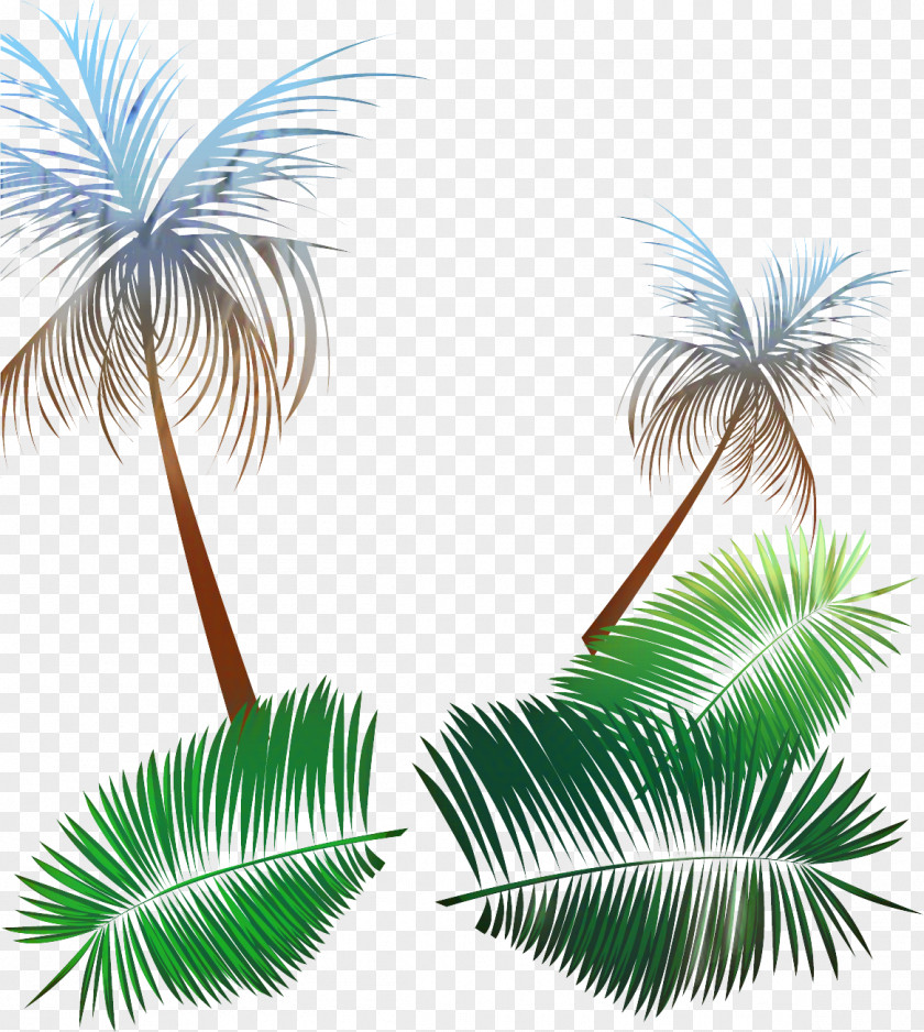 Asian Palmyra Palm Trees Illustration Graphics Leaf PNG