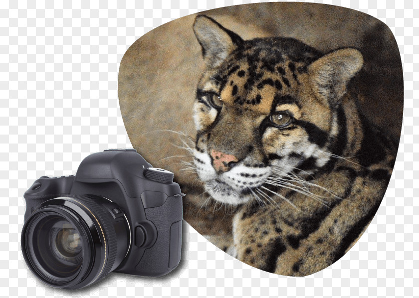 Cat Park Tiger Clouded Leopard Wildcat Great Cats World PNG