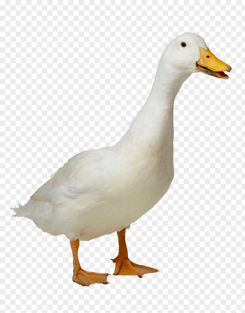 Duck American Pekin Goose PNG