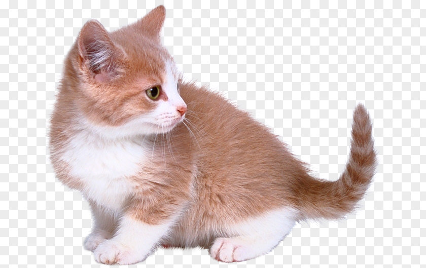 Kitten Cat Collar Clip Art PNG