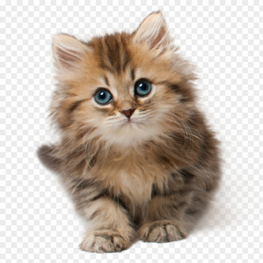 Kitten Cat Food Dog Felidae PNG
