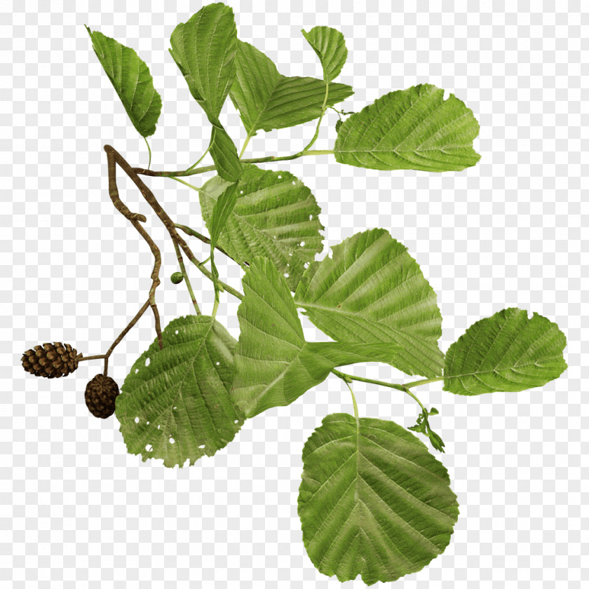 Leaf Black Alder Branch Tree Smooth PNG