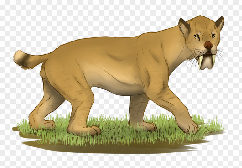 Lion Cougar Barbourofelidae Barbourofelis PNG