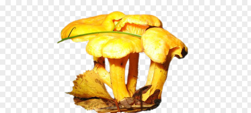 Mushroom Edible Fungus Xerocomus Yellow PNG