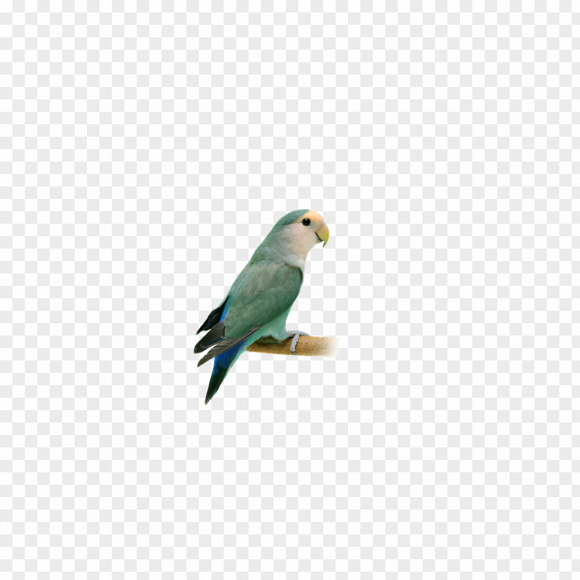 Parrot Lovebird Finch Macaw Parakeet Feather PNG