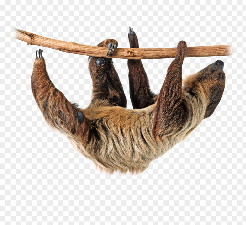 Animal Protection And Rescue League Sloth Tropical Rainforest Clip Art PNG