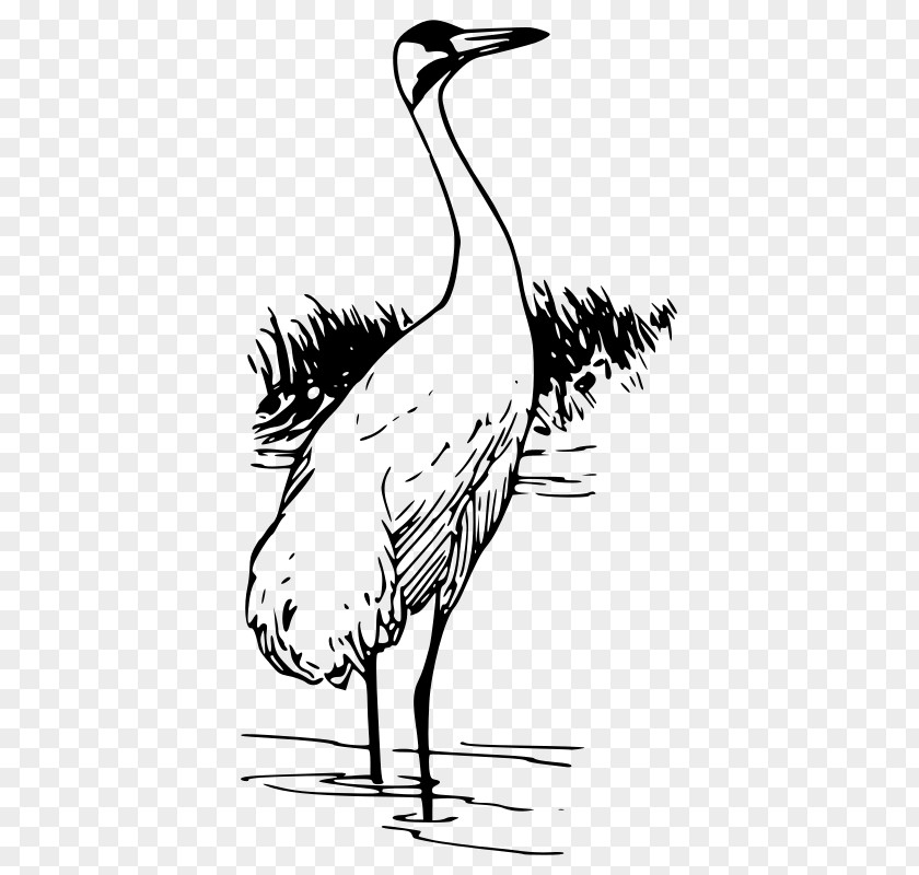 Bird Crane Beak Whooping Clip Art PNG