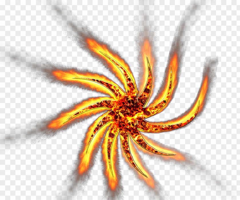Fire Star Invertebrate Close-up PNG