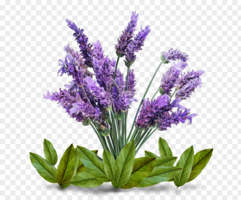Plant English Lavender Lamiaceae Oil Seed PNG