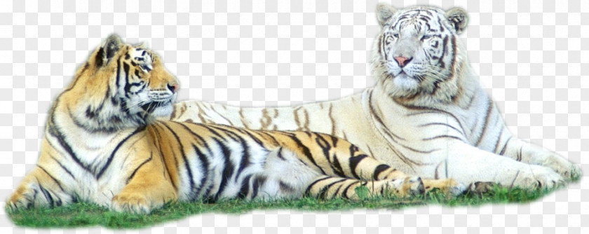 Tiger Cat The Jungle Book Animaatio PNG